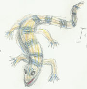 Ostrika-Salamander